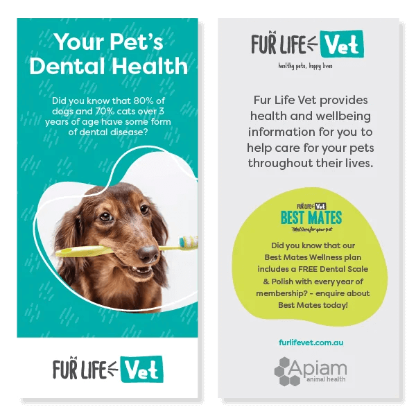 Your Pets Dental Health