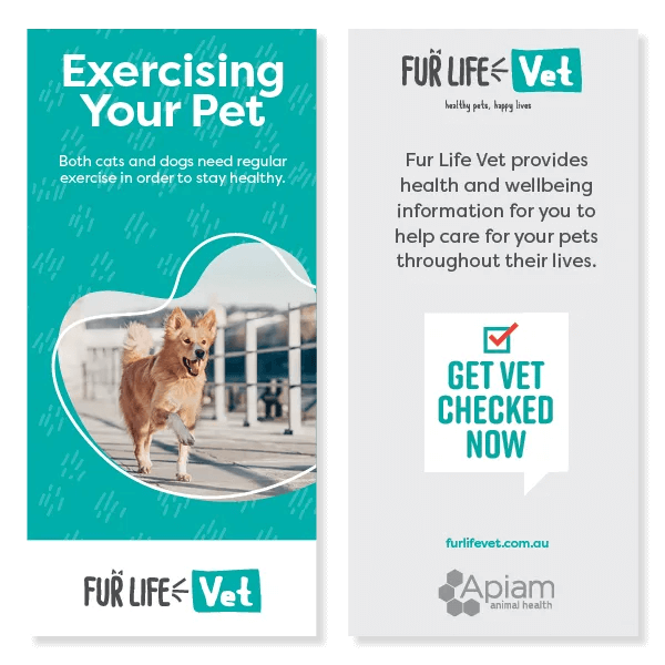 Exercising Your Pet