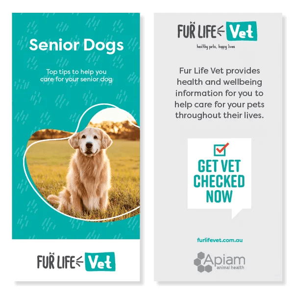 Senior Dogs