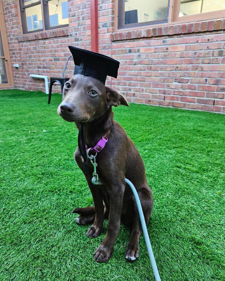 Puppy School in Highton-1