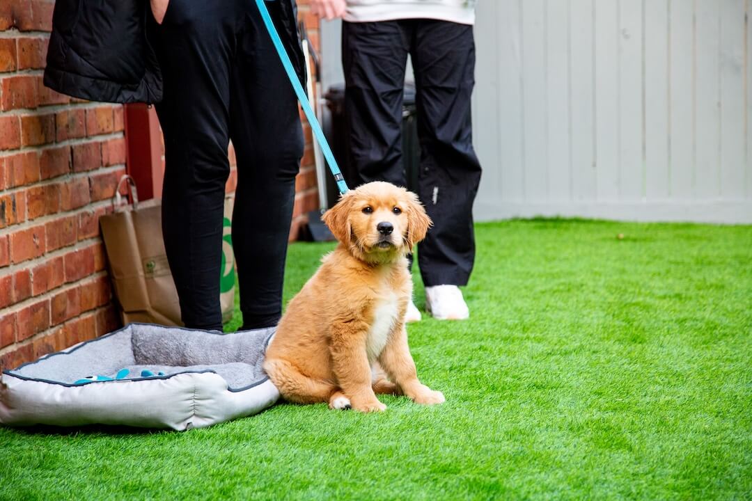 Puppy School in Highton 3