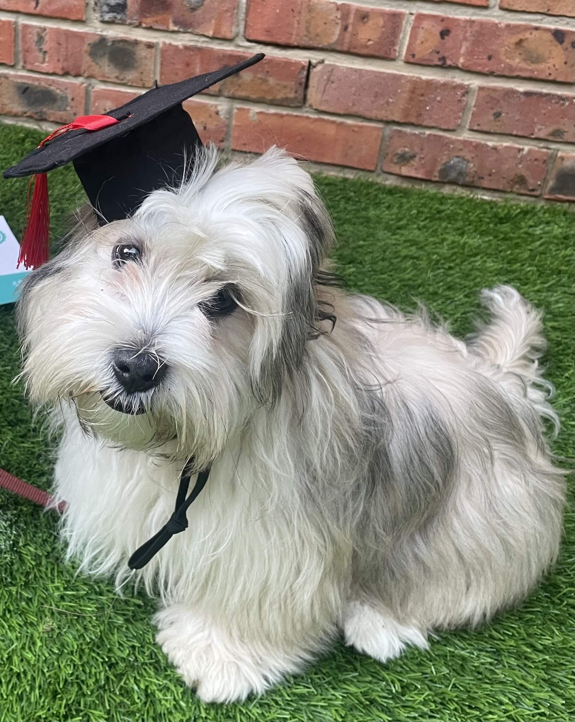 Puppy School in Highton 4