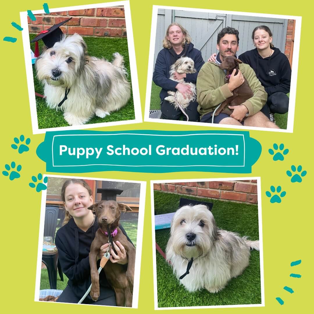 Puppy School Graduation