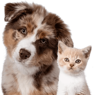 Best Mates