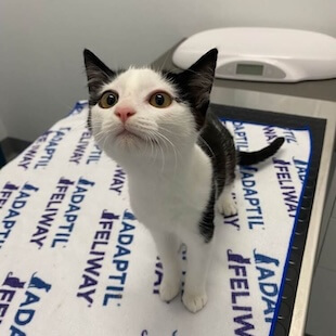 Pet In house Diagnostics in Highton