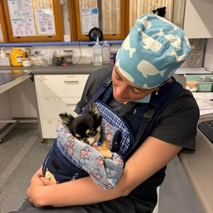 Pet Surgery in Highton
