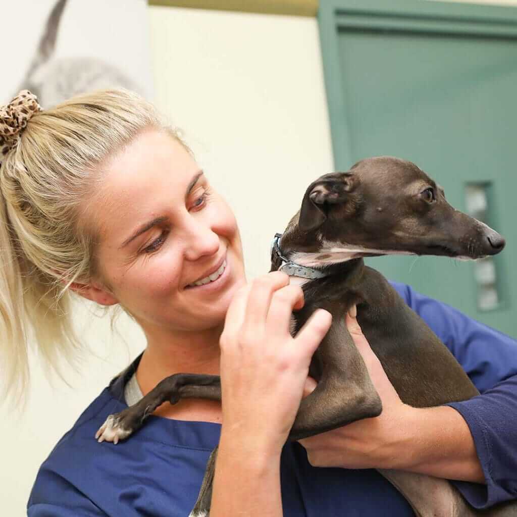 Nurse Photo Happy International Vet Nurses Day Nurse Photo Happy International Vet Nurses Day