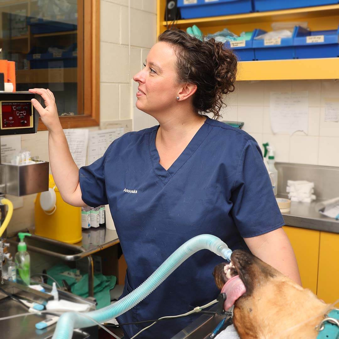 Nurse Photo Happy International Vet Nurses Day Nurse Photo Happy International Vet Nurses Day