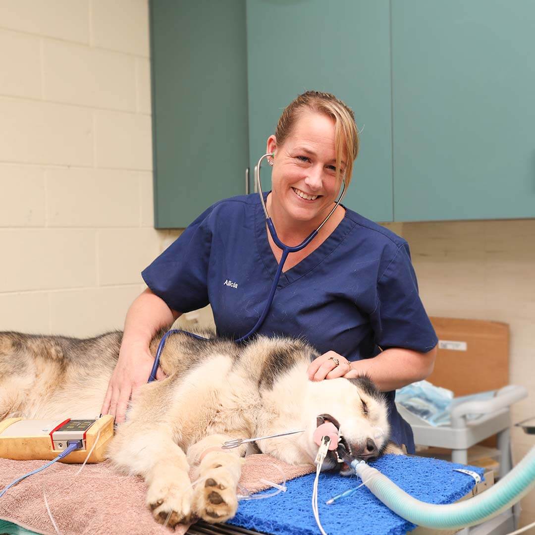 Nurse Photo Happy International Vet Nurses Day Nurse Photo Happy International Vet Nurses Day