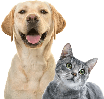 Dogs & Cats
