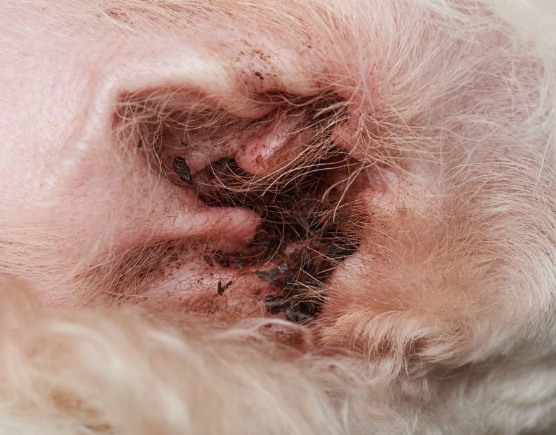 Ear Issues Ear Issues