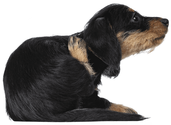 Ear Issues