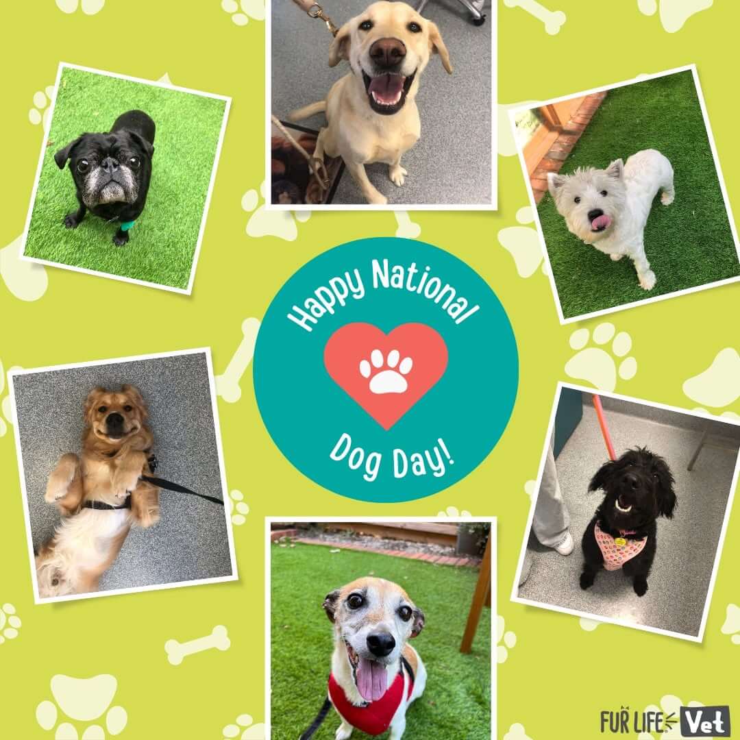 Highton Happy International Dog Day