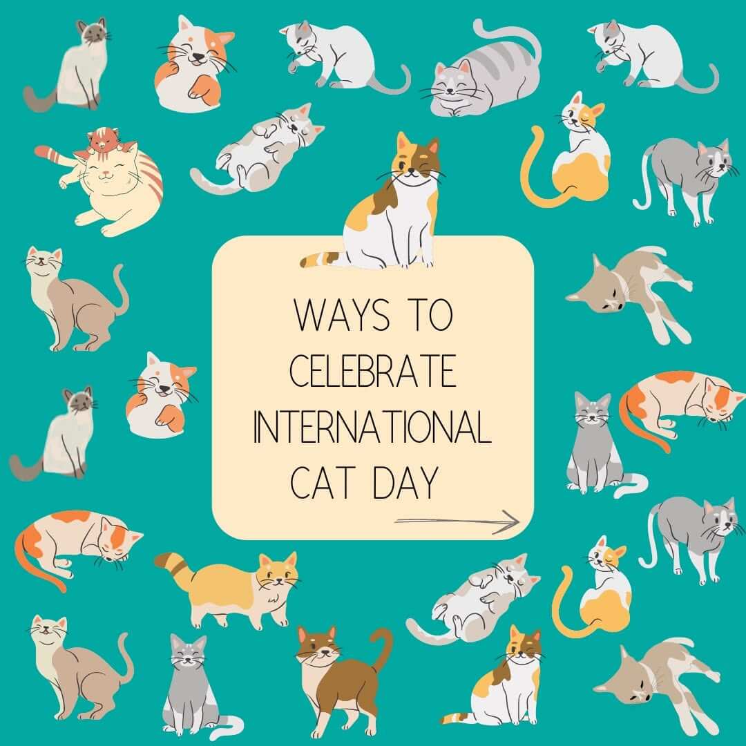 International Cat Day Highton