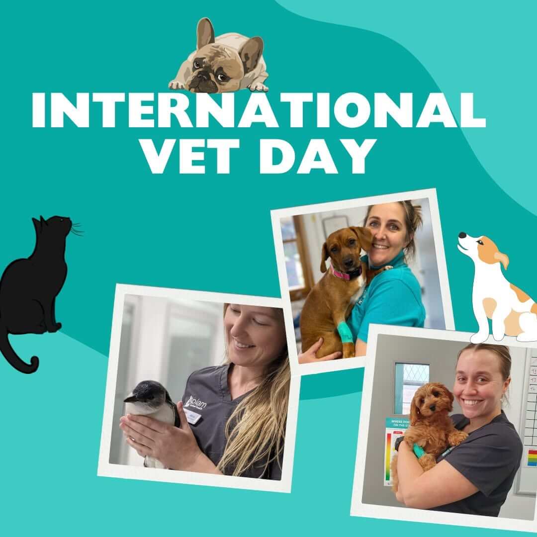International Vet Day