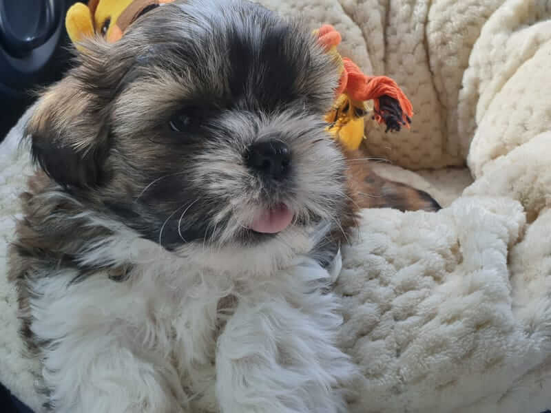Milo’s A Best Mate
