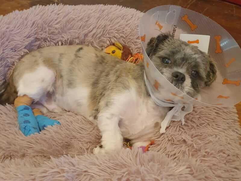 Milo with elizabethan collar