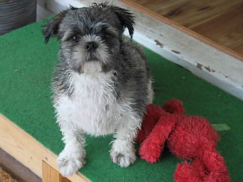 Milo outside with toy