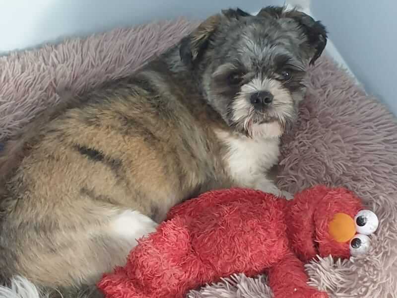 Milo with toy