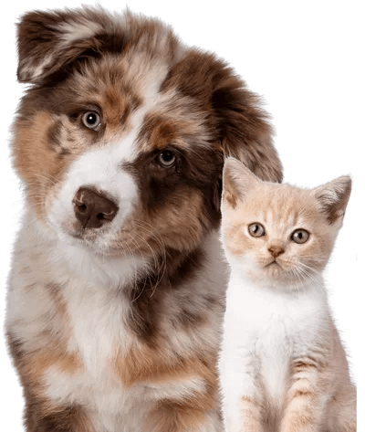 Puppies & Kittens
