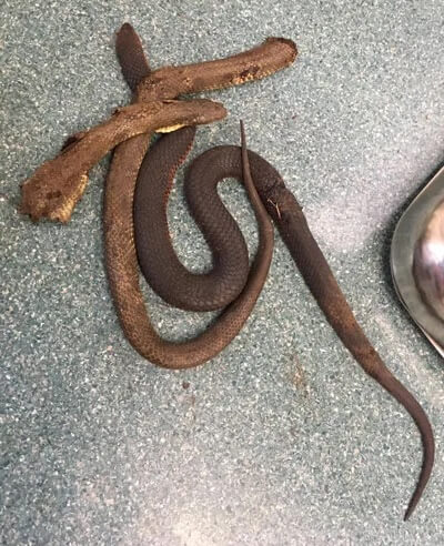 Brave Rory – Snake Bite Survivor