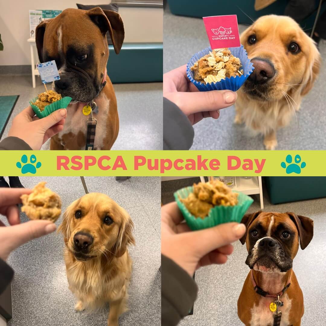 RSPCA Cupcake Day Community Highton