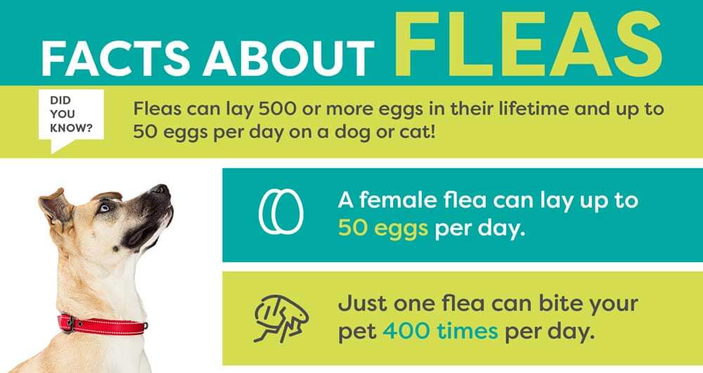 So your pet has fleas, now what?