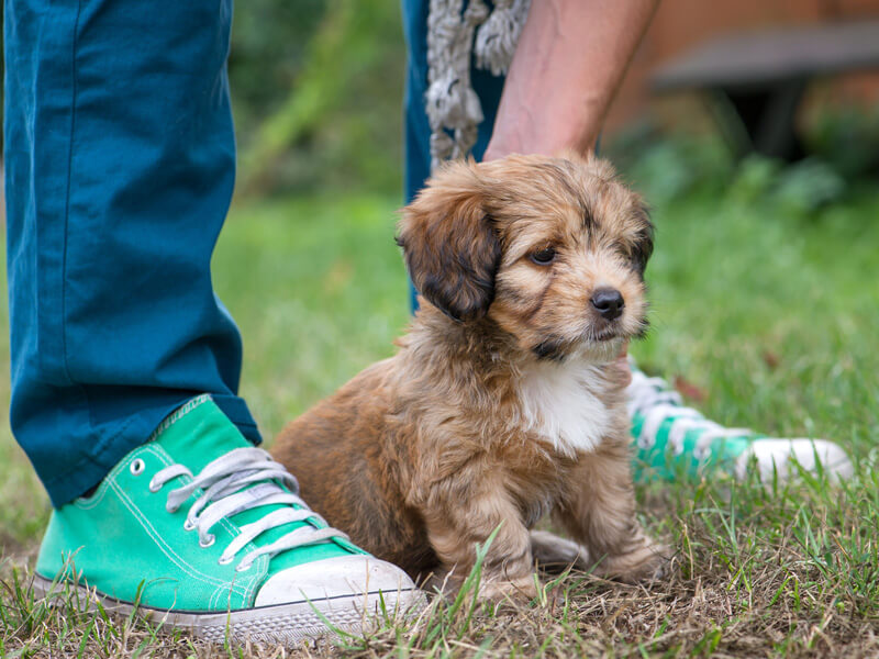Socialising Puppy