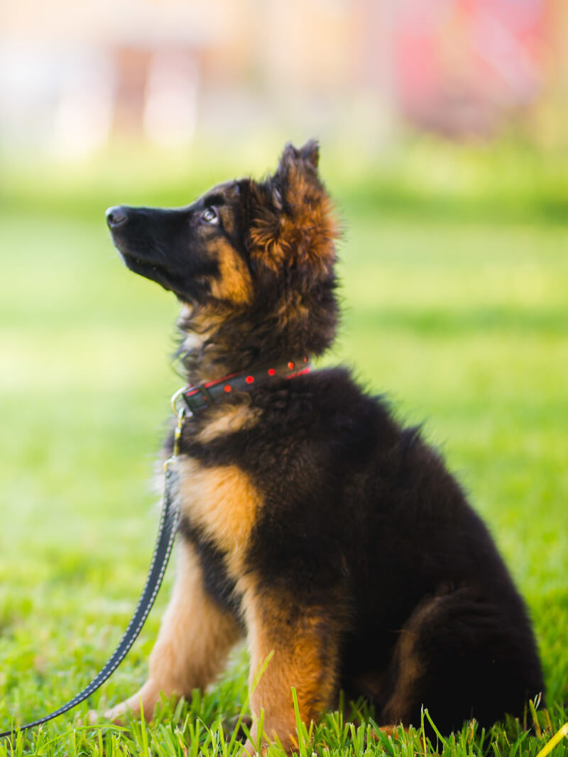 Socialising Puppy