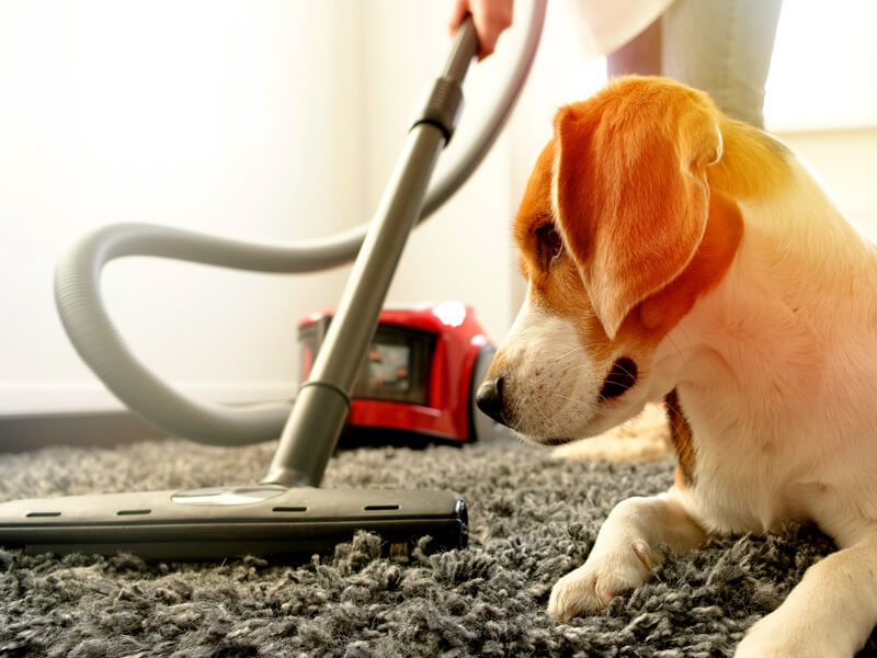 Socialising Puppy