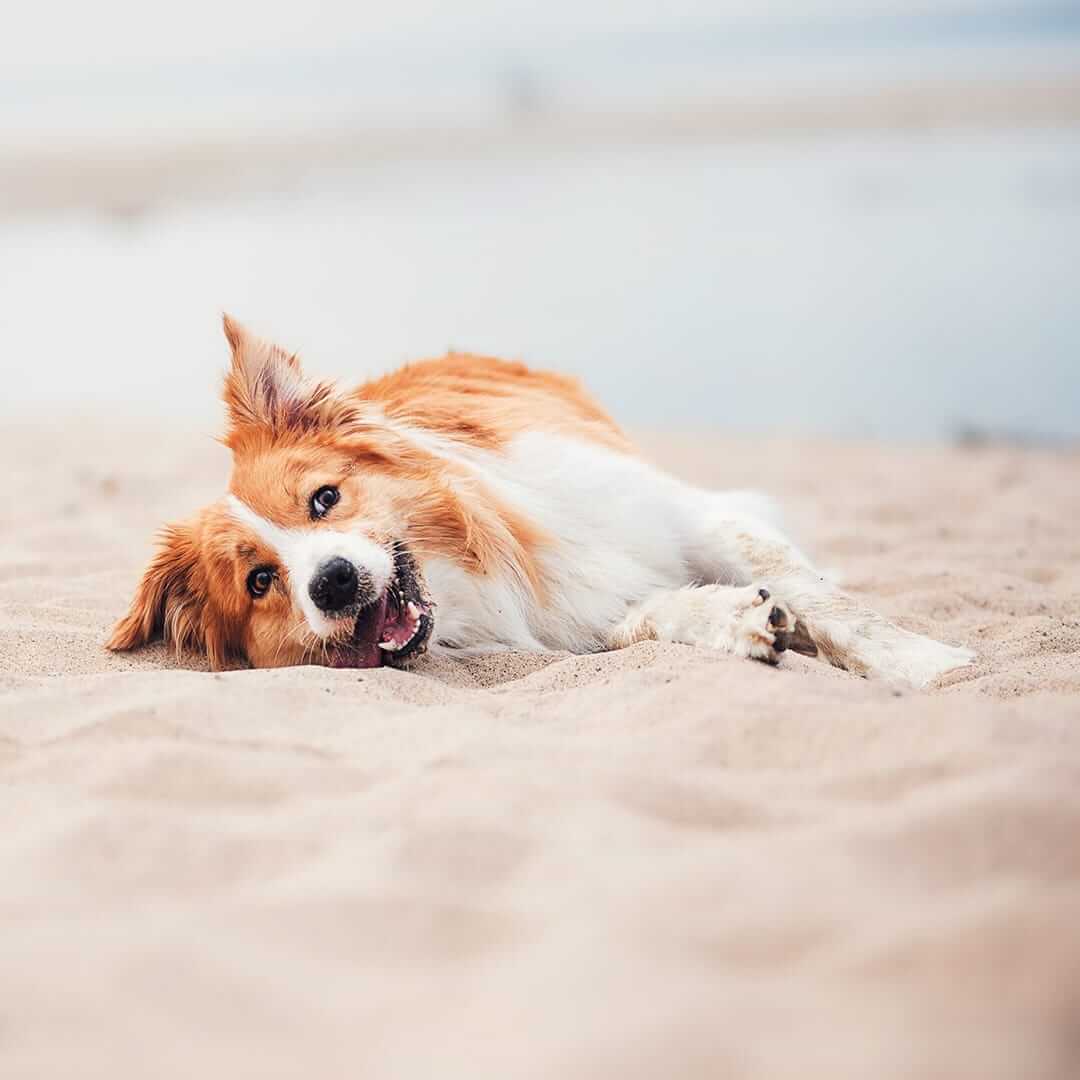 Summer Safety Dog at beach