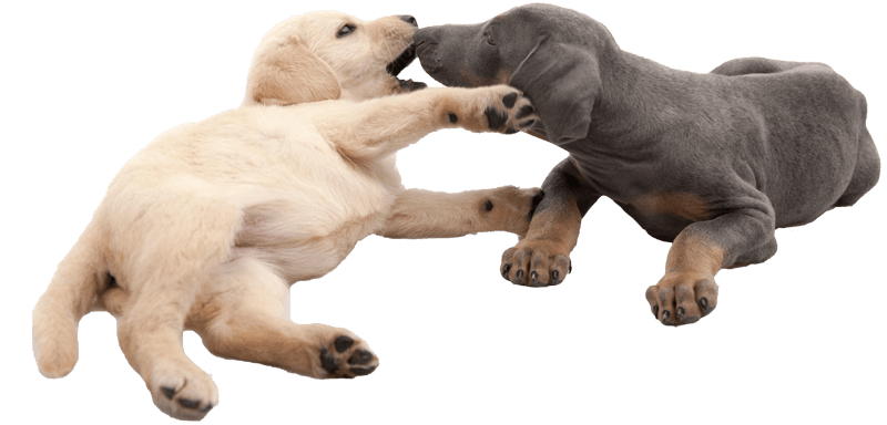 puppy school