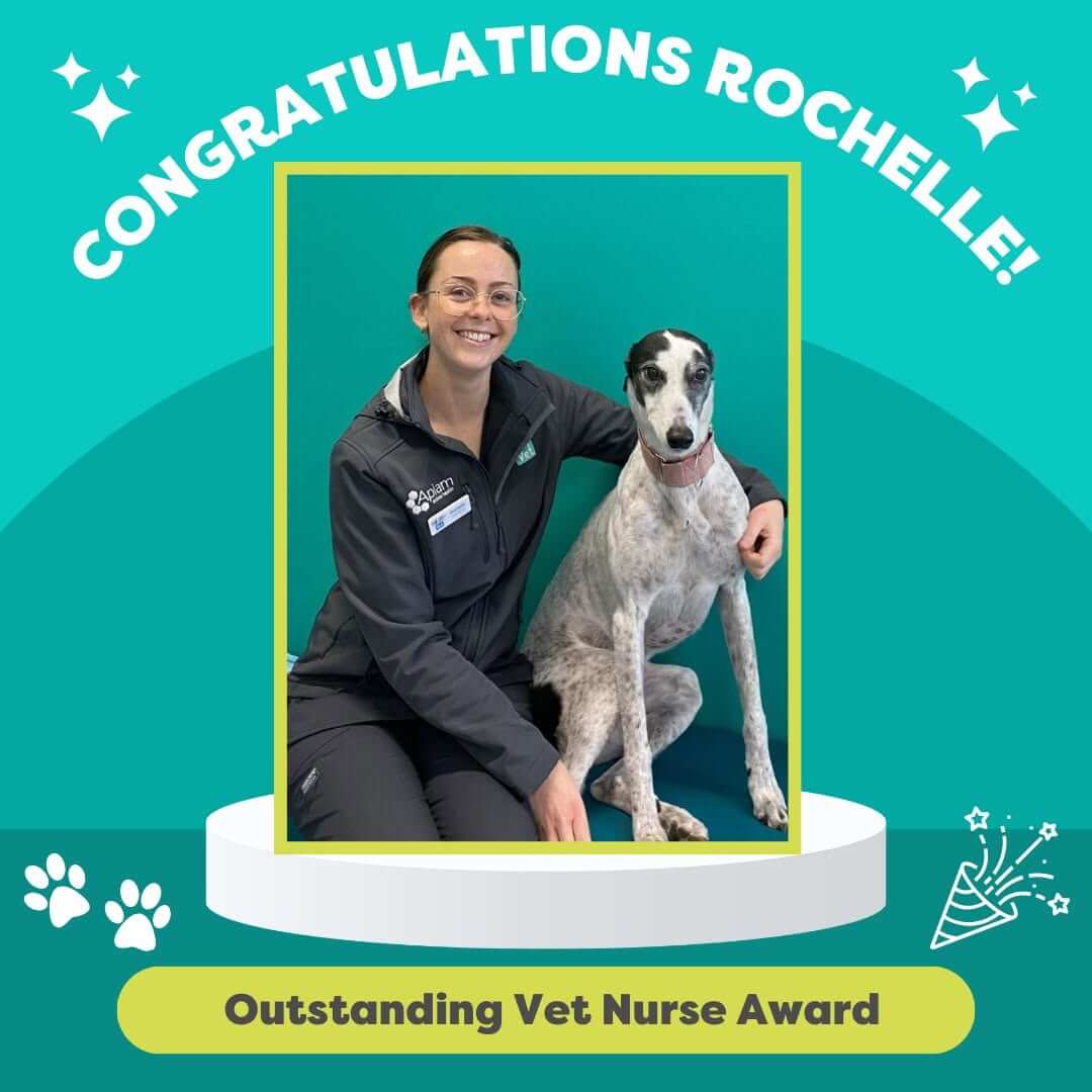 Vet Nurse Award Rochelle