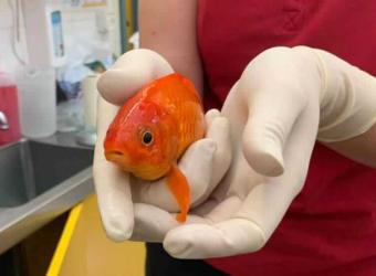 There is something fishy about Jeff!