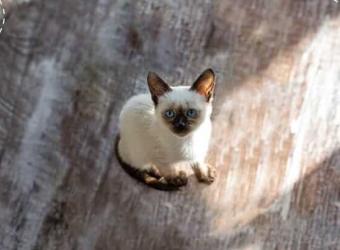 Mozzie control for pets